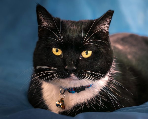 Innovative Pet Care Trends: Staying One Step Ahead in the Future